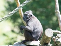 DSC 3844 : Jersey Zoo