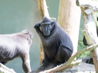 DSC 3846 : Jersey Zoo
