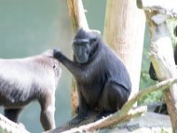 DSC 3847 : Jersey Zoo