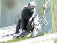 DSC 3850 : Jersey Zoo