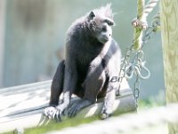 DSC 3851 : Jersey Zoo