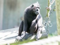 DSC 3852 : Jersey Zoo