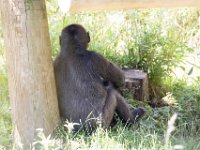 DSC 3859 : Jersey Zoo