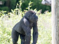DSC 3865 : Jersey Zoo