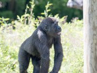 DSC 3866 : Jersey Zoo