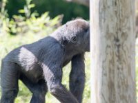 DSC 3867 : Jersey Zoo