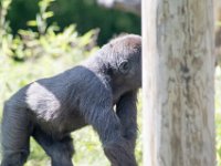 DSC 3868 : Jersey Zoo