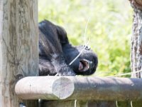 DSC 3869 : Jersey Zoo