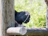 DSC 3871 : Jersey Zoo