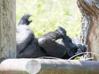 DSC 3873 : Jersey Zoo