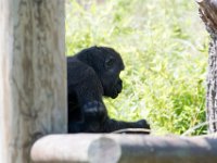DSC 3874 : Jersey Zoo