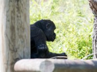 DSC 3875 : Jersey Zoo