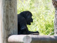 DSC 3876 : Jersey Zoo