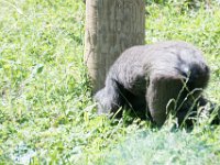 DSC 3878 : Jersey Zoo