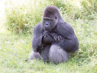 DSC 3888 : Jersey Zoo