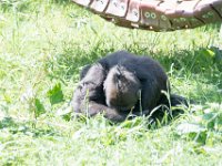 DSC 3893 : Jersey Zoo
