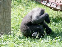 DSC 3897 : Jersey Zoo