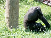 DSC 3898 : Jersey Zoo