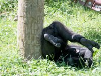 DSC 3900 : Jersey Zoo