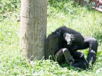 DSC 3901 : Jersey Zoo