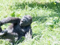 DSC 3907 : Jersey Zoo
