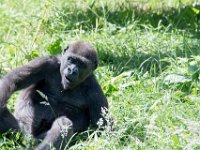 DSC 3908 : Jersey Zoo