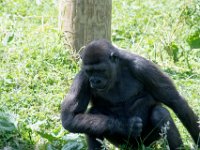 DSC 3911 : Jersey Zoo