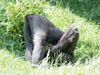DSC 3912 : Jersey Zoo