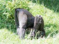 DSC 3913 : Jersey Zoo