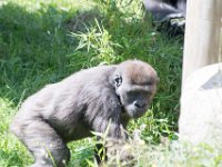 DSC 3914 : Jersey Zoo