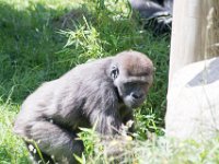 DSC 3915 : Jersey Zoo