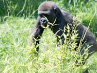 DSC 3916 : Jersey Zoo