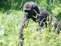 DSC 3917 : Jersey Zoo