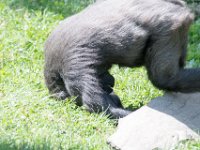 DSC 3922 : Jersey Zoo