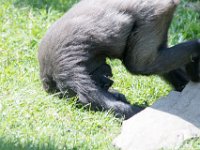 DSC 3923 : Jersey Zoo