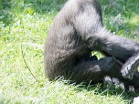 DSC 3924 : Jersey Zoo