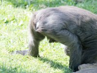 DSC 3925 : Jersey Zoo