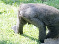 DSC 3926 : Jersey Zoo