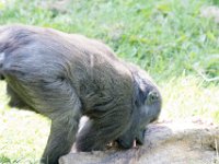 DSC 3927 : Jersey Zoo