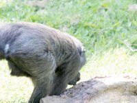 DSC 3928 : Jersey Zoo