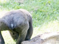 DSC 3929 : Jersey Zoo