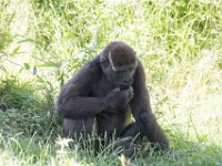 DSC 3932 : Jersey Zoo