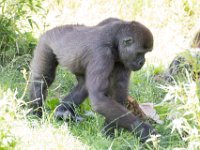 DSC 3934 : Jersey Zoo