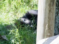 DSC 3936 : Jersey Zoo