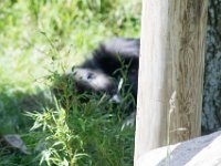 DSC 3937 : Jersey Zoo