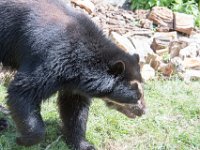 DSC 3940 : Jersey Zoo