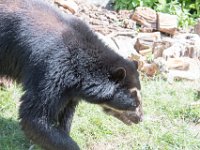 DSC 3941 : Jersey Zoo