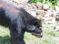 DSC 3942 : Jersey Zoo