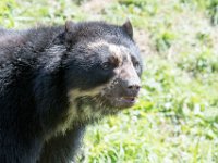 DSC 3950 : Jersey Zoo