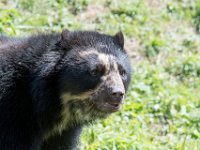 DSC 3952 : Jersey Zoo